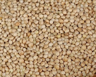 Silberhirse Naturbelassen 1000 gr.