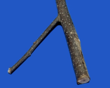 Sitz - Zweig    Naturholz - mini S    20 cm
