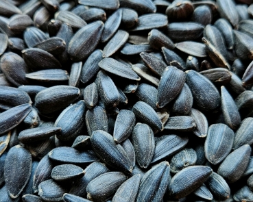 Sonnenblumenkerne   schwarz - normal    4000 gr.