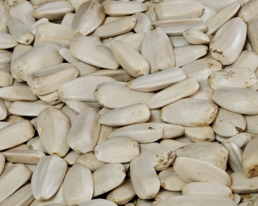 Sonnenblumenkerne weiss - Ägypten   4000 gr.
