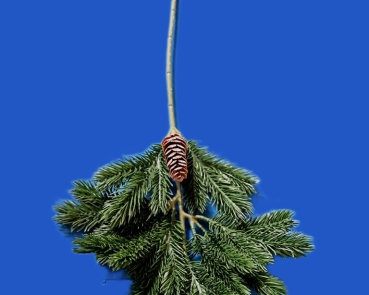 Tannenzweige mittel  48 cm