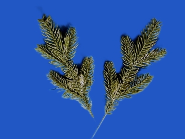 Tannenzweige  mini  S   länge ca. 25 cm