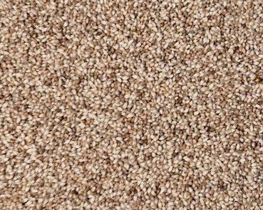 Wiesenlieschgras (Timothe - Gras) 1000 gr.