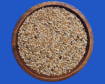 Wellensittich Zucht Germany Champ.  4000 gr.