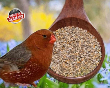 Zebrafinken  &  Japan.  Mövchen     10.000 gr.