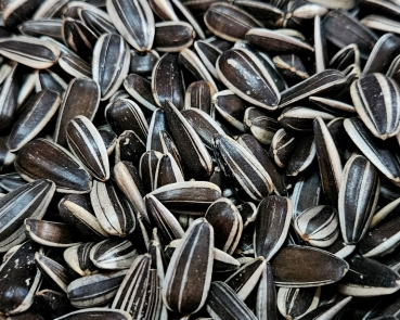 Sonnenblumenkerne gestreifte Kerne  4000 gr.