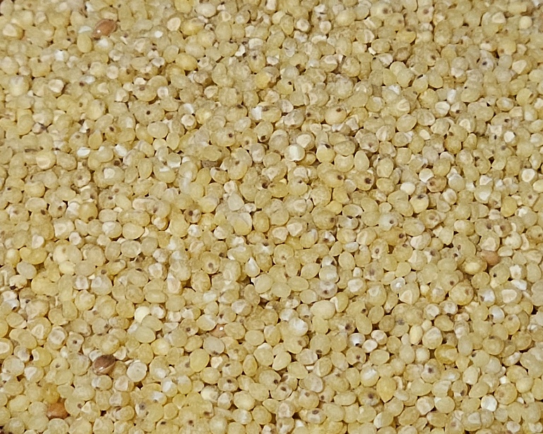 Tropical Bird Shop Cologne - Hirse geschält Bio Naturbelassen 10.000 gr.