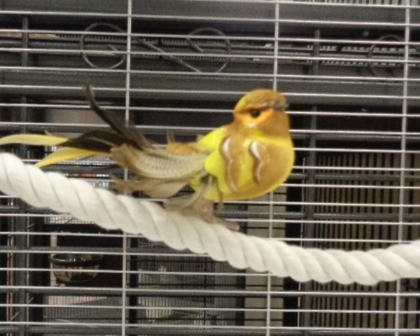 Tausitzstange  66  cm   d =14 mm Kleine  Vogelarten