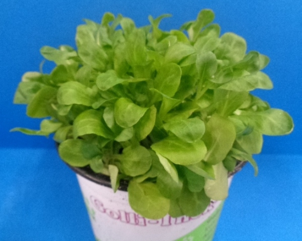 Insalata Rapunzel    -   Vogelsalat