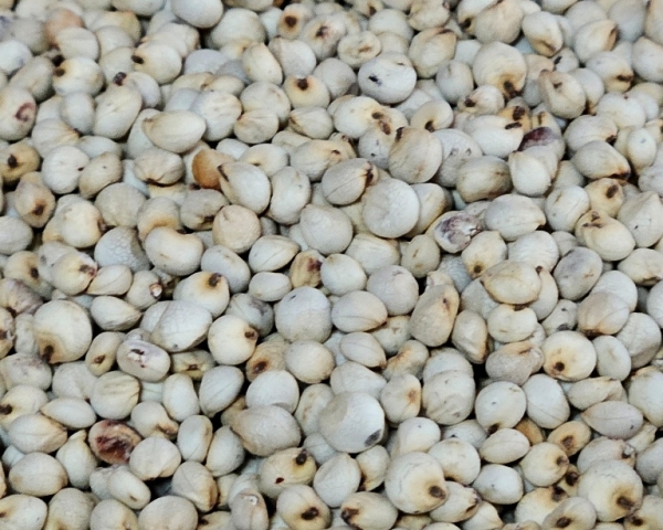 Dari - Samen Sittiche & Papag.   4000 gr.