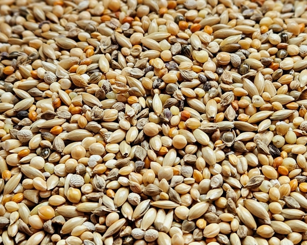 Gouldamadinen    Zucht &  Haltung      1000 gr.