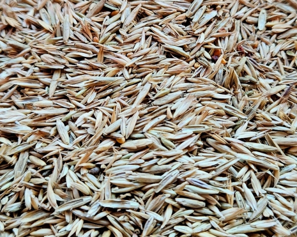 Grassamen - Mix  Premium 2024   2500 gr.