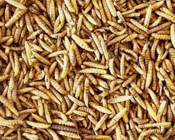 Soldatenfliegenlarven   getrocknet - Tüte 1000 gr.