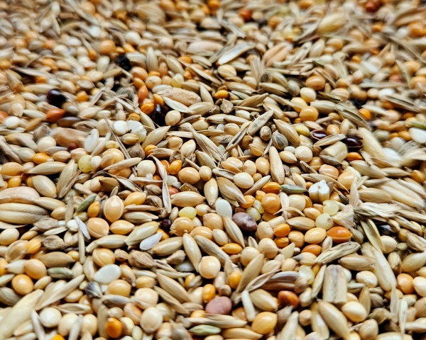 Lonchura Premium   Nonnen - Arten     4000 gr.