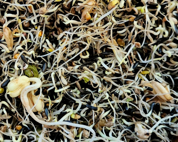 Mosaik Kanarien Keimfutter Deluxe 1000 gr.