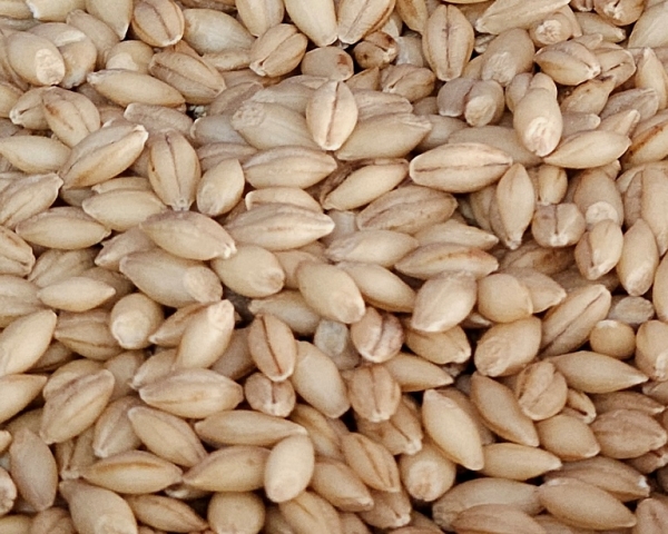 Nacktgerste Bio  hochkeimfähig  1000 gr.