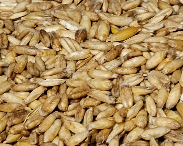 Nackthafer   hochkeimfähig 4000 gr.