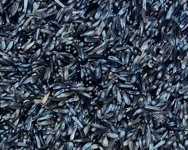 Nigersaat hochkeimfähig 4000 gr.