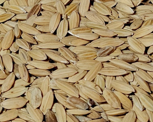 Paddyreis Naturbelassen 1000 gr.