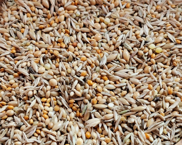 Papageiamadinen Select Premium 10.000 gr.