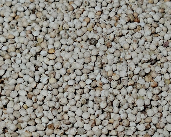 Perillasaat hell Naturbelassen  4000 gr.