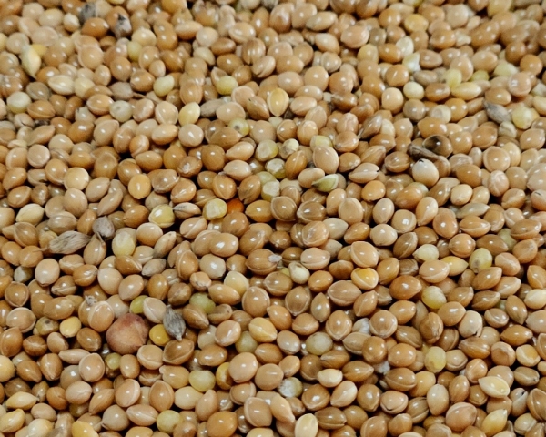 Plata - Hirse  feinkörnig - klein     1000 gr.