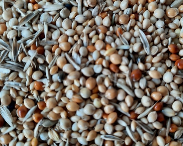 Prachtfinken fein Keimfutter Gras 1000 gr.