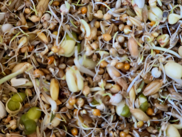Prachtfinken Keimfutter grob  1000 gr.
