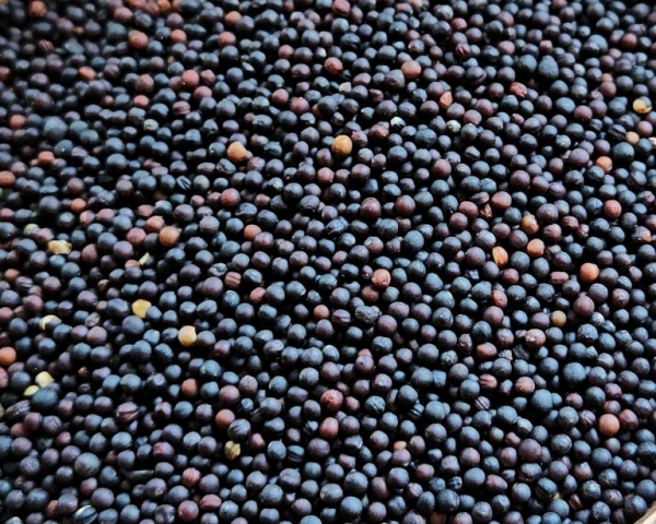 Rübsen - Canada hochkeimfähig 10.000 gr.