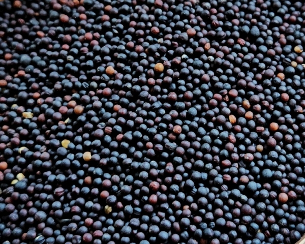 Rübsen - Canada hochkeimfähig 2000 gr.