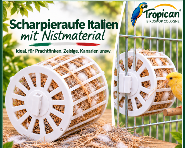Schapieraufen Italien  mit Nistmaterial