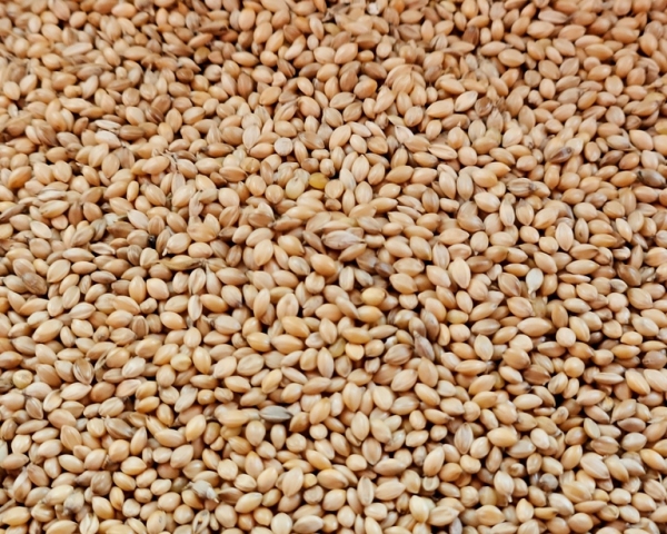 Senegalhirse Naturbelassen 10.000 gr.