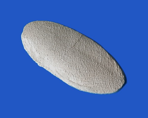 Calcium Stein mit Sepia