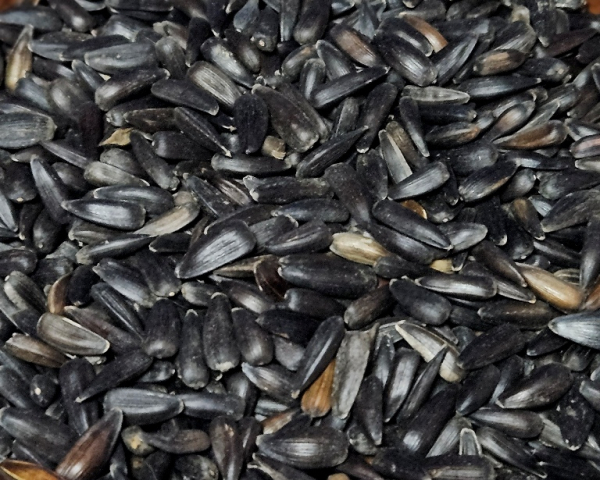 Sonnenblumenkerne schwarz - mini s  2000 gr.