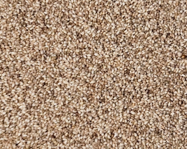 Wiesenlieschgras (Timothe - Gras) 1000 gr.