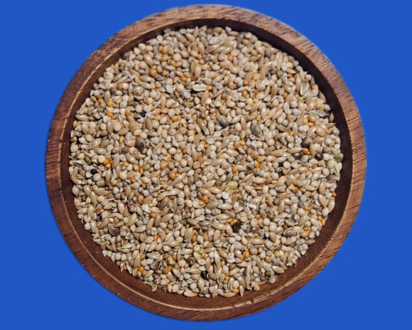 Wellensittich Zucht Germany Champ.   10.000 gr.