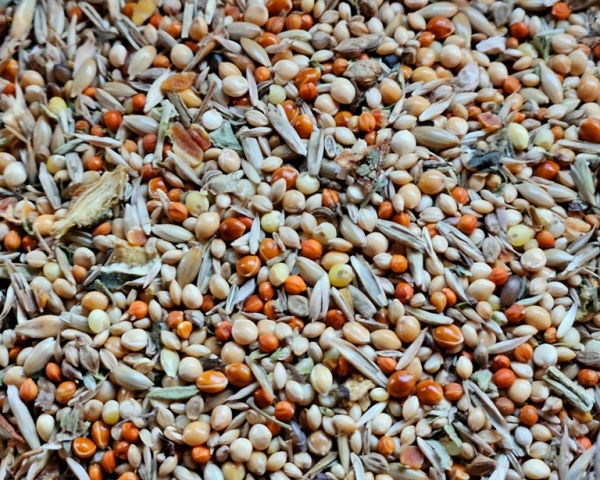 Wellensittiche  Light &  Senior MIx      1000 gr.