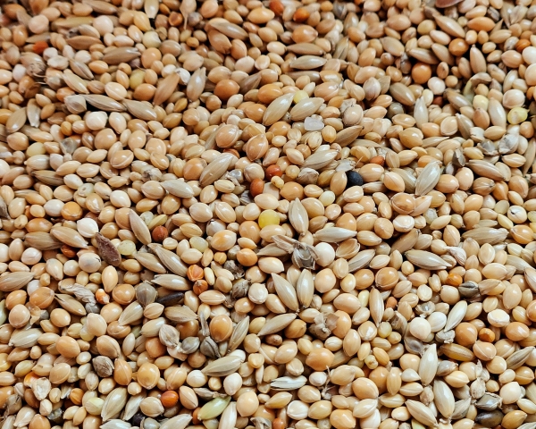 Zebrafinken &    Japan.  Mövchen      1000 gr.
