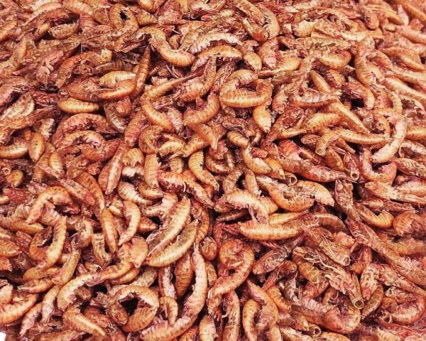Gammarus    getrocknet   Dose    500 ml
