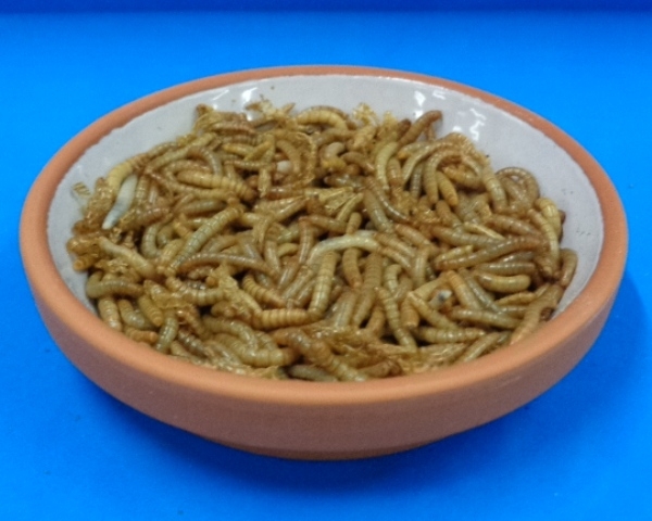 Mehlwürmer 1000 gr.