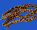 Kolbenhirse französisch gelb 250 gr.