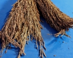 Delicha - Gras   Rispengras Nature    ca  200 - 250gr.