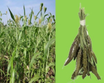 Grüne Senegalhirse   50 gr. - Kopie