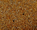Mannahirse  rot  Naturbelassen 4000 gr.