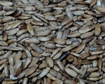 Mariendistelsaat Leberunterstützend 1000 gr.