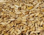 Nackthafer Bio    hochkeimfähig 1000 gr.