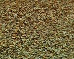 Pagima - Green  Natur Grassamen    750  gr.