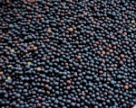 Rübsen - Canada  hochkeimfähig 1000 gr.