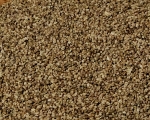 Sellerie - Samen  Naturbelassen 1000 gr.