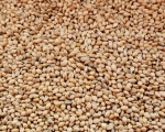 Senegalhirse Naturbelassen 4000 gr.